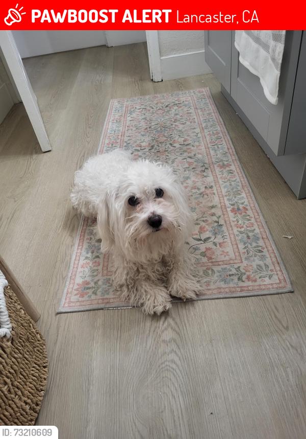 Lost Male Dog last seen S Azusa Ave and E Aroma Dr, Lancaster, CA 93534
