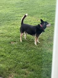 Reunited Male Dog last seen Paris bridge road, Boiling Springs, SC 29316