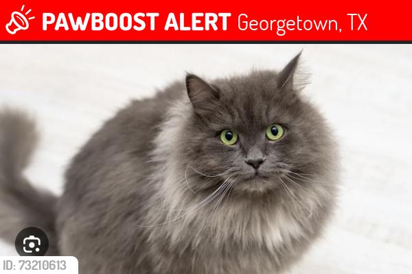 Lost Male Cat last seen Westinghouse, Georgetown, TX 78626