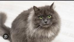 Lost Male Cat last seen Westinghouse, Georgetown, TX 78626