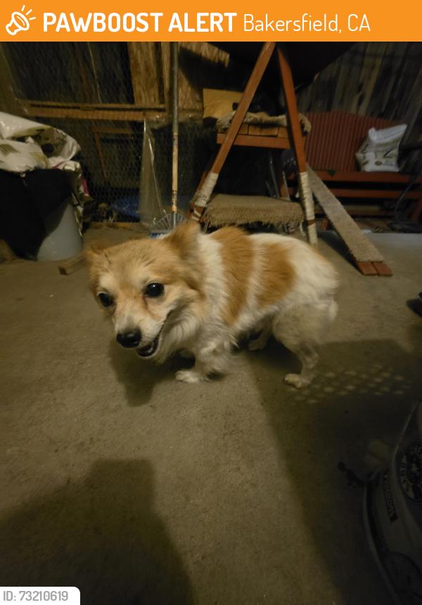 Found/Stray Male Dog last seen Spruce st and 21st, Bakersfield, CA 93301