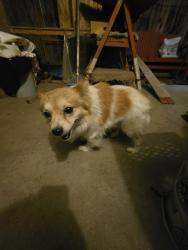 Found/Stray Male Dog last seen Spruce st and 21st, Bakersfield, CA 93301