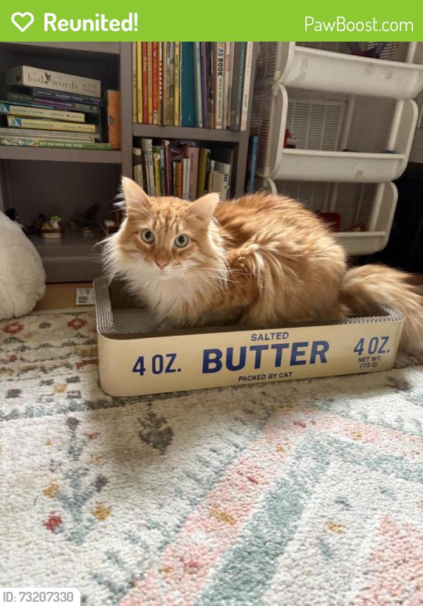 Reunited Male Cat last seen Strawberry Park, Mill Valley, CA 94941
