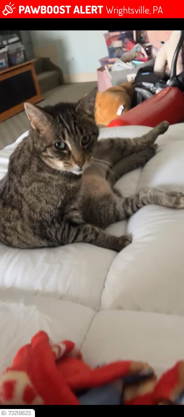 Lost Male Cat last seen Vickilee dr, Wrightsville, PA 17368