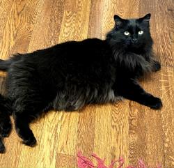 Reunited Male Cat last seen Center and Charlotte, Mooresville, NC 28115