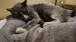 Reunited Male Cat last seen Prospect Ave., Riverside, CA 92507
