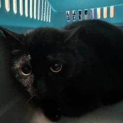 Shelter Stray Female Cat last seen Near NE 22nd Street, DES MOINES (Polk County), IA, 50313, Des Moines, IA 50313