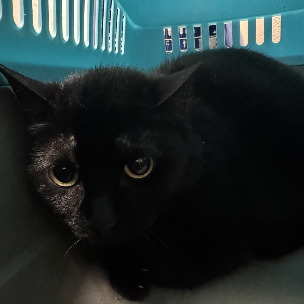 Shelter Stray Female Cat last seen Near NE 22nd Street, DES MOINES (Polk County), IA, 50313, Des Moines, IA 50313