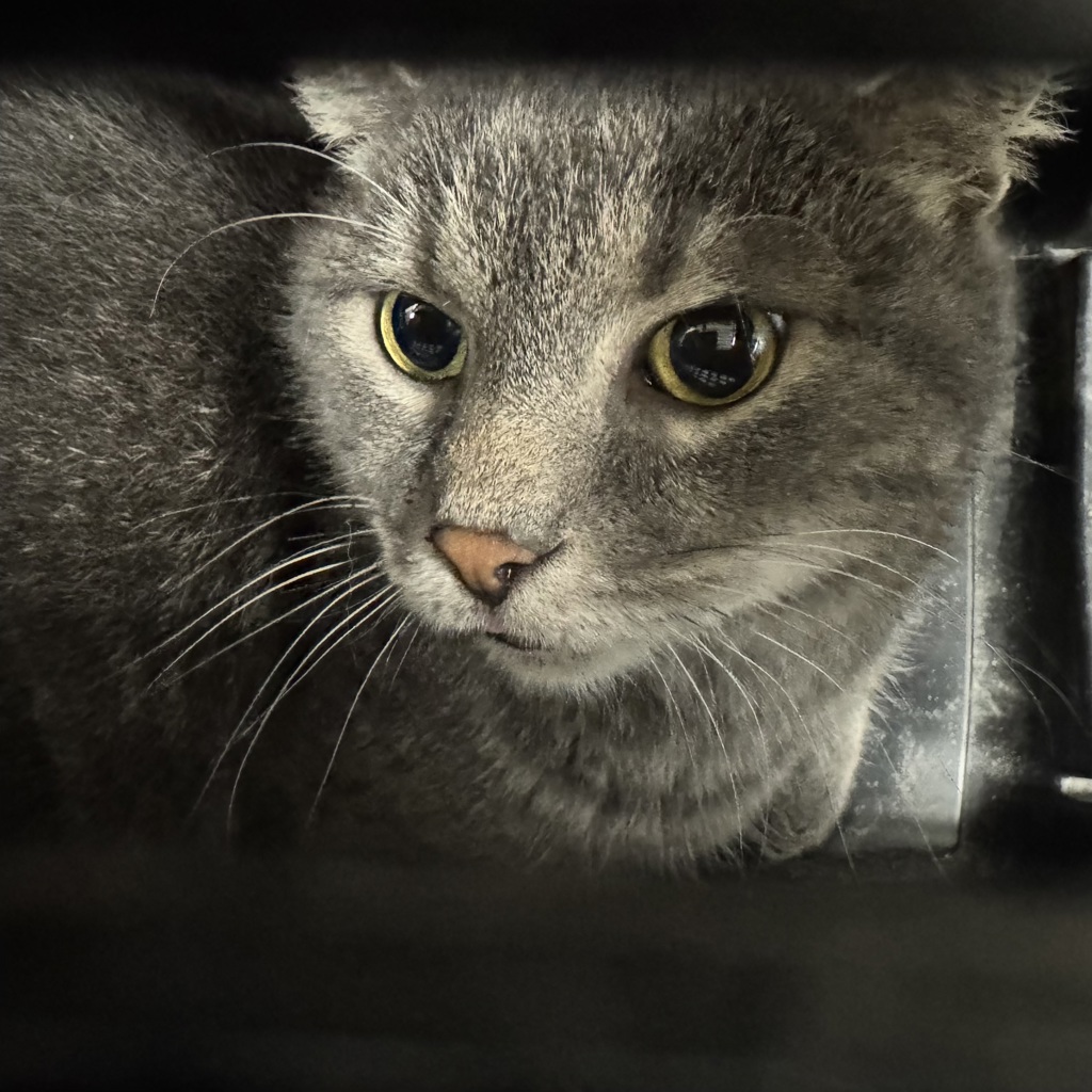 Shelter Stray Female Cat last seen Near NE 22nd Street, DES MOINES (Polk County), IA, 50313, Des Moines, IA 50313