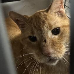 Shelter Stray Male Cat last seen Near NE 22nd Street, DES MOINES (Polk County), IA, 50313, Des Moines, IA 50313