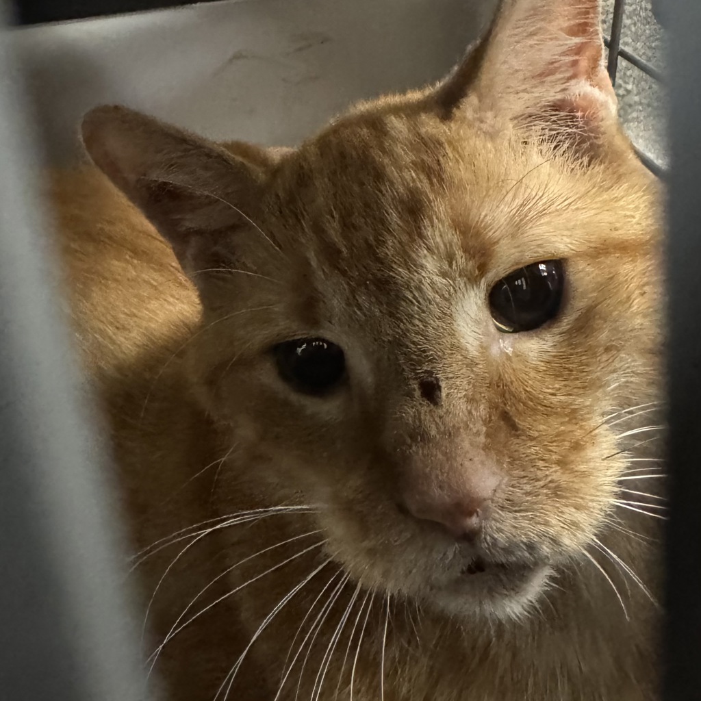 Shelter Stray Male Cat last seen Near NE 22nd Street, DES MOINES (Polk County), IA, 50313, Des Moines, IA 50313