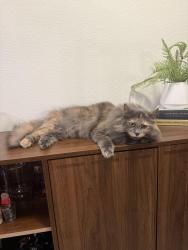 Reunited Female Cat last seen Carmel country rd and Carmel creek rd, San Diego, CA 92130
