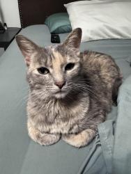 Reunited Female Cat last seen Westbrook, O'Fallon, MO 63366