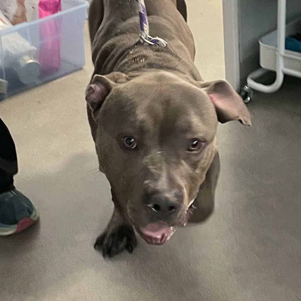 Shelter Stray Male Dog last seen Near Frazier Avenue, DES MOINES, IA, 50315, Des Moines, IA 50313