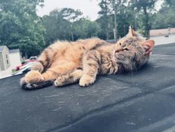 Lost Female Cat last seen Near Seasons Mobile Park, Fayetteville, GA 30214