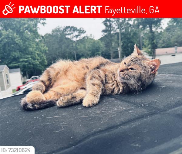 Lost Female Cat last seen Near Seasons Mobile Park, Fayetteville, GA 30214