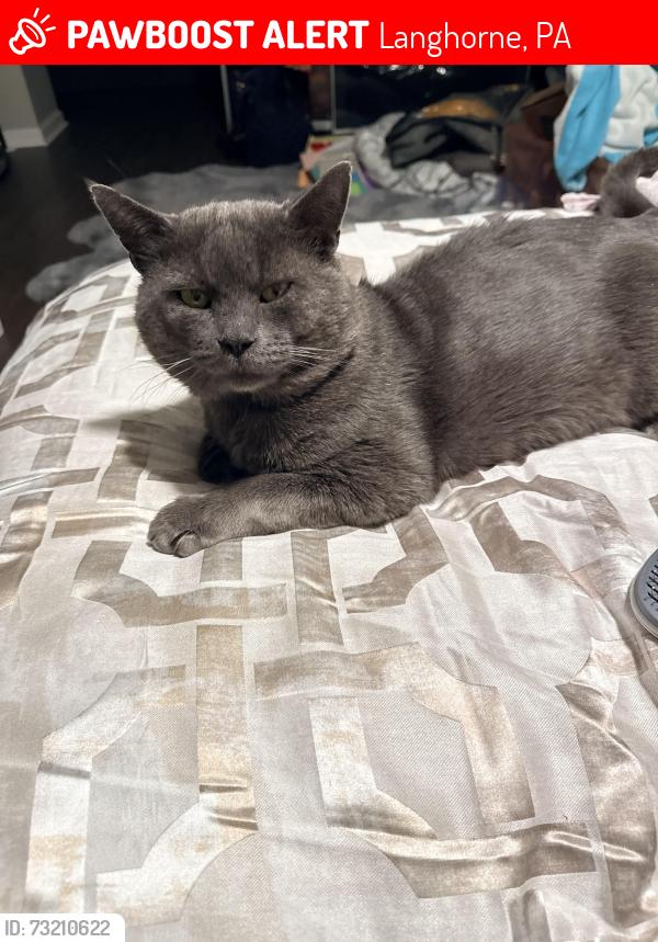 Lost Male Cat last seen Valley Stream Circle, Langhorne, PA 19053