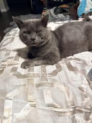 Lost Male Cat last seen Valley Stream Circle, Langhorne, PA 19053