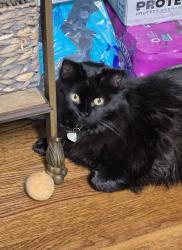 Reunited Female Cat last seen Charlotte Street and Mclelland Ave, Mooresville, NC 28115