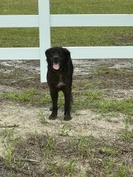 Found/Stray Unknown Dog last seen Hardee rd Valdosta Ga, Lowndes County, GA 31601