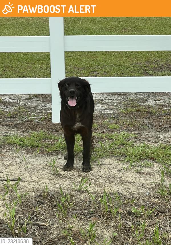 Found/Stray Unknown Dog last seen Hardee rd Valdosta Ga, Lowndes County, GA 31601