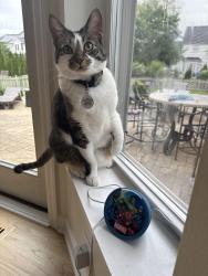 Lost Male Cat last seen S Mill Creek Dr, Geneva, IL 60134