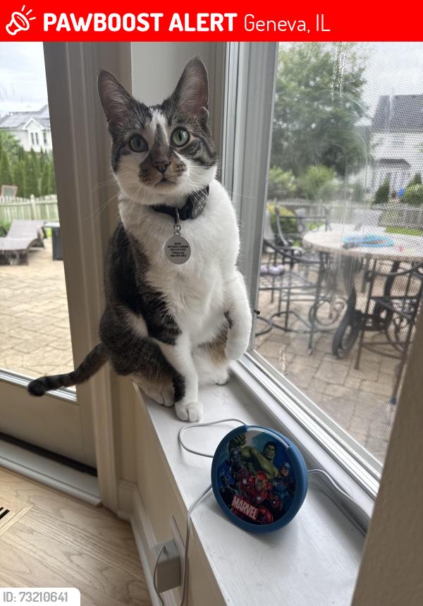 Lost Male Cat last seen S Mill Creek Dr, Geneva, IL 60134