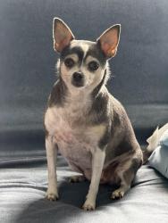 Lost Female Dog last seen Surfside Dr, Merritt Island, FL 32952