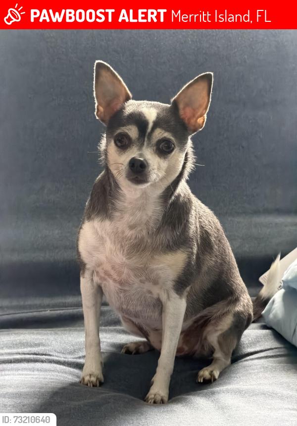Lost Female Dog last seen Surfside Dr, Merritt Island, FL 32952