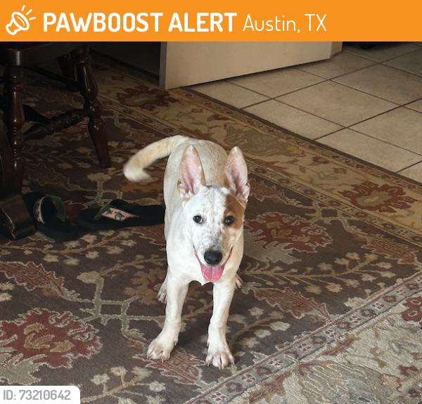 Found/Stray Male Dog last seen Trailhead Park, 10984 Boulder Ln, Austin, TX 78726, Austin, TX 78726