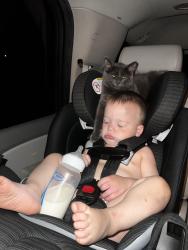 Lost Male Cat last seen Viking st & herrick dr, Lansing, MI 48911