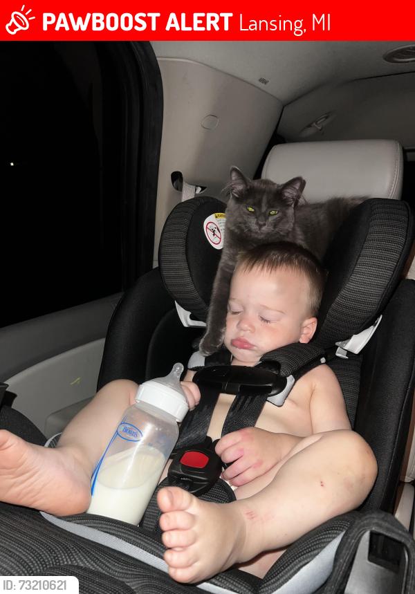 Lost Male Cat last seen Viking st & herrick dr, Lansing, MI 48911