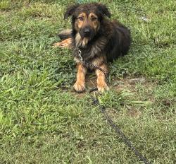 Found/Stray Male Dog last seen Spence road halls, TN 38040, Crockett County, TN 38040