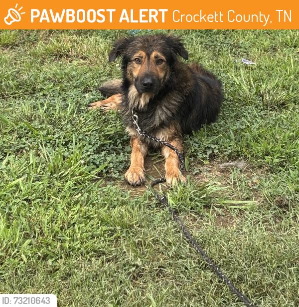 Found/Stray Male Dog last seen Spence road halls, TN 38040, Crockett County, TN 38040