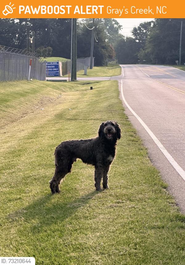 Found/Stray Male Dog last seen Walmart Distribution center, Gray's Creek, NC 28306