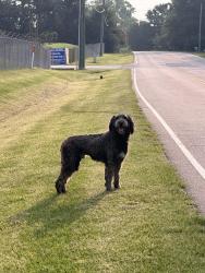 Found/Stray Male Dog last seen Walmart Distribution center, Gray's Creek, NC 28306