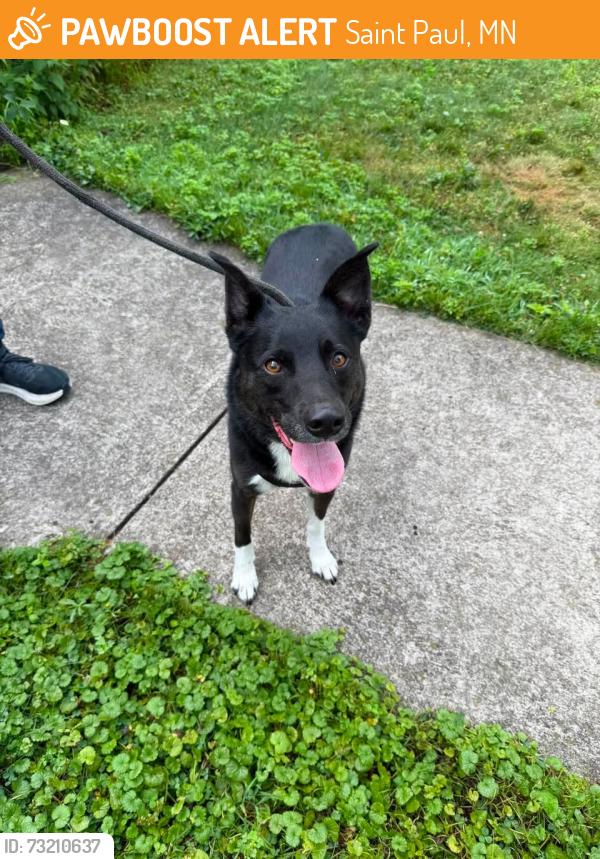 Found/Stray Male Dog last seen Near Lincoln Avenue, between Howell and Prior, Saint Paul, MN 55105