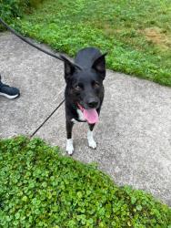 Found/Stray Male Dog last seen Near Lincoln Avenue, between Howell and Prior, Saint Paul, MN 55105