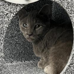 Shelter Stray Unknown Cat last seen , 980 Guilford College Rd, Greensboro, NC 27409, USA