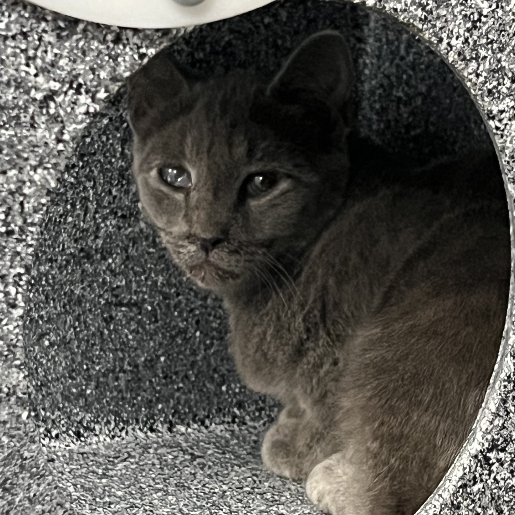 Shelter Stray Unknown Cat last seen , 980 Guilford College Rd, Greensboro, NC 27409, USA