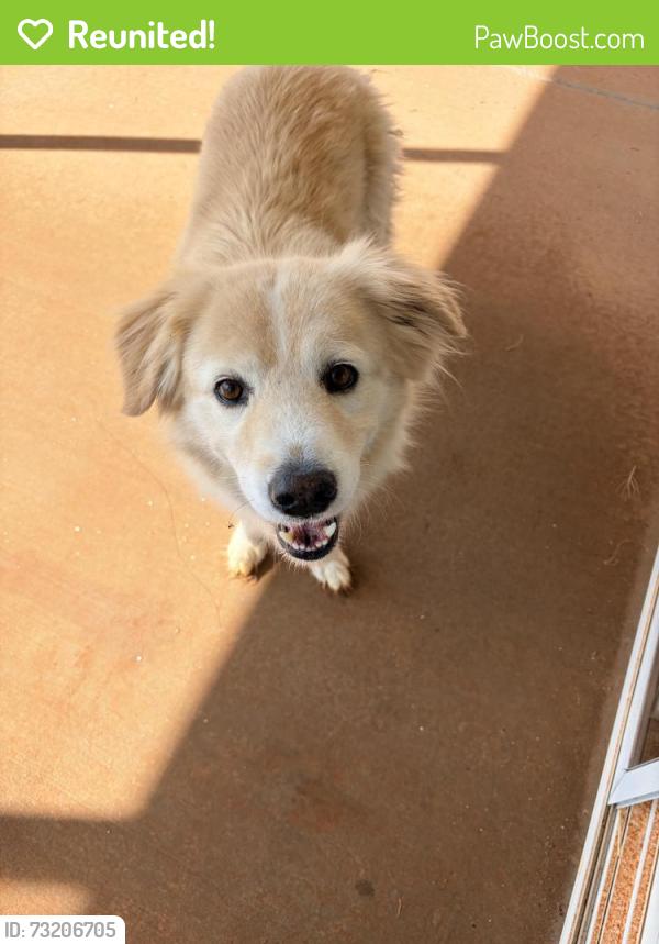 Reunited Male Dog last seen Near and Arlington, Lyman, SC 29385