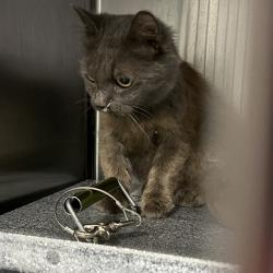 Shelter Stray Unknown Cat last seen , 980 Guilford College Rd, Greensboro, NC 27409, USA