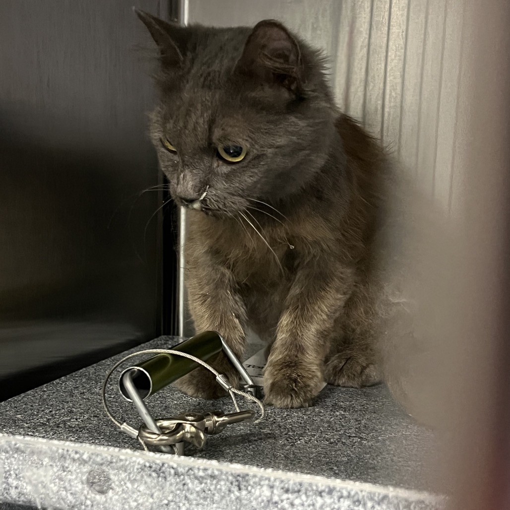 Shelter Stray Unknown Cat last seen , 980 Guilford College Rd, Greensboro, NC 27409, USA