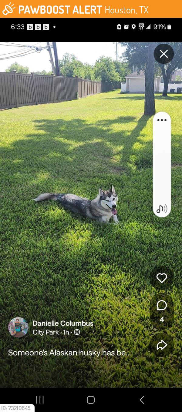 Found/Stray Female Dog last seen Kirby and Nichole Woods, Houston, TX 77047