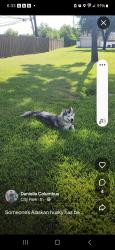 Found/Stray Female Dog last seen Kirby and Nichole Woods, Houston, TX 77047