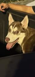 Reunited Male Dog last seen Neighborhood on Prarie pl, San Bernardino, CA 92401