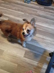 Reunited Female Dog last seen S Elliott and Celery St, Sanford, FL 32771