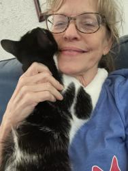 Reunited Female Cat last seen Near block of Magnolia, between Tamm and Clifton, St. Louis, MO 63139