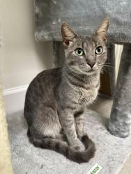 Found/Stray Male Cat last seen Westgreen & S Fry, Harris County, TX 77450