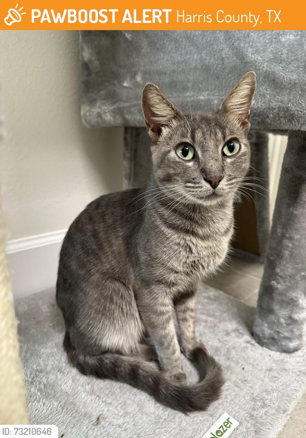 Found/Stray Male Cat last seen Westgreen & S Fry, Harris County, TX 77450